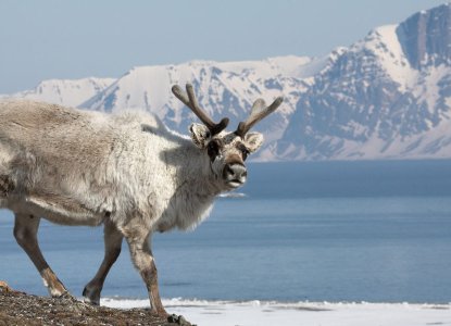 caribou in summer in Arctic Svalbard) 