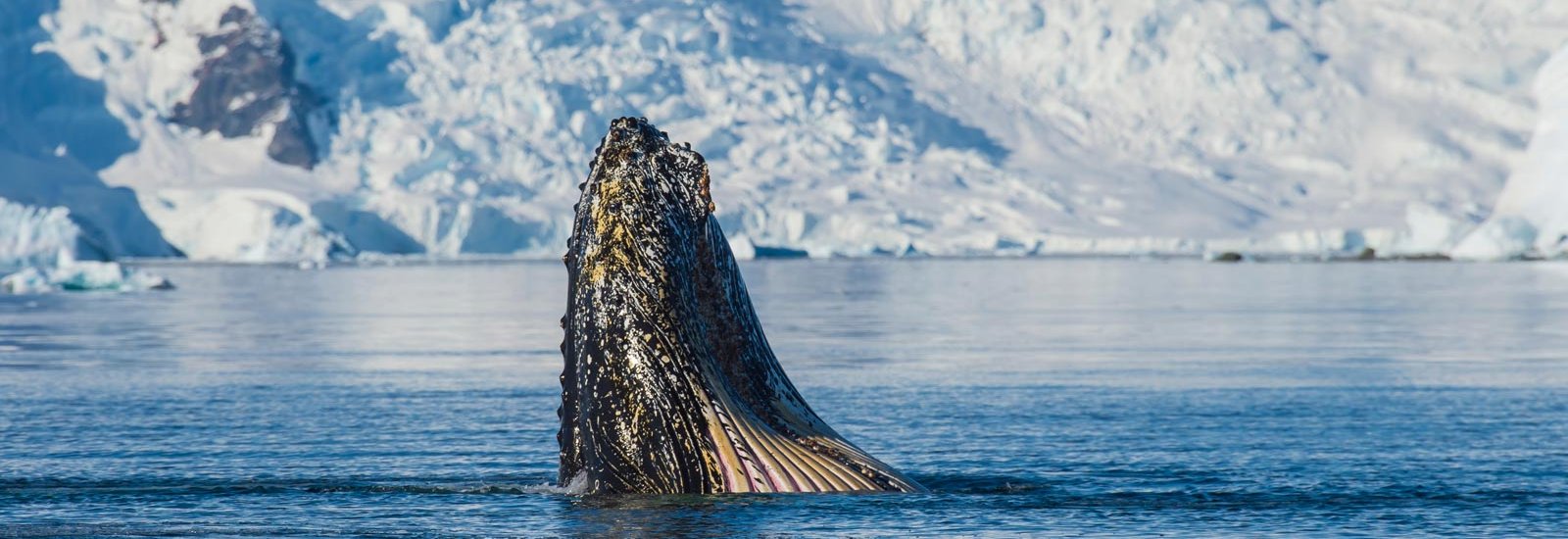 Best of Antarctica: Whale Discovery | Ocean Nova