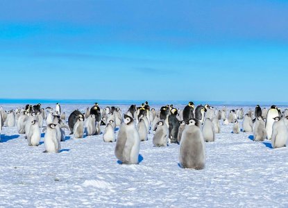  Ross-Sea_Emperor-Penguin-colony-with-chicks-hero 