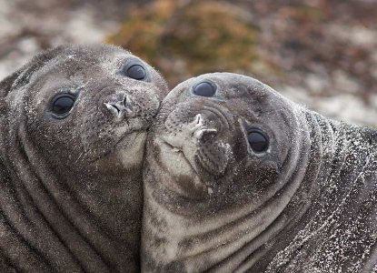 Two elephant seal pups in South Georgia) 