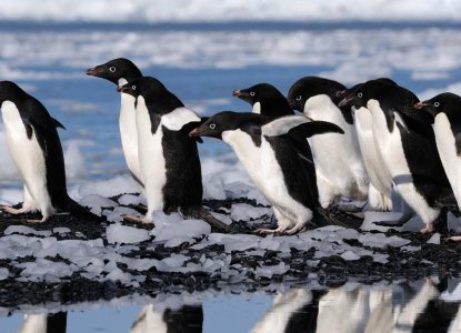 Procession of Adelie Penguins waddling across ground with reflection in melted water in Antarctica) 