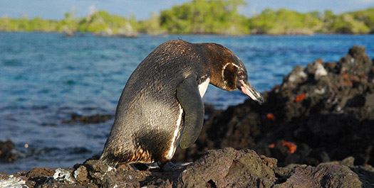 Elizabeth Bay & Moreno Point