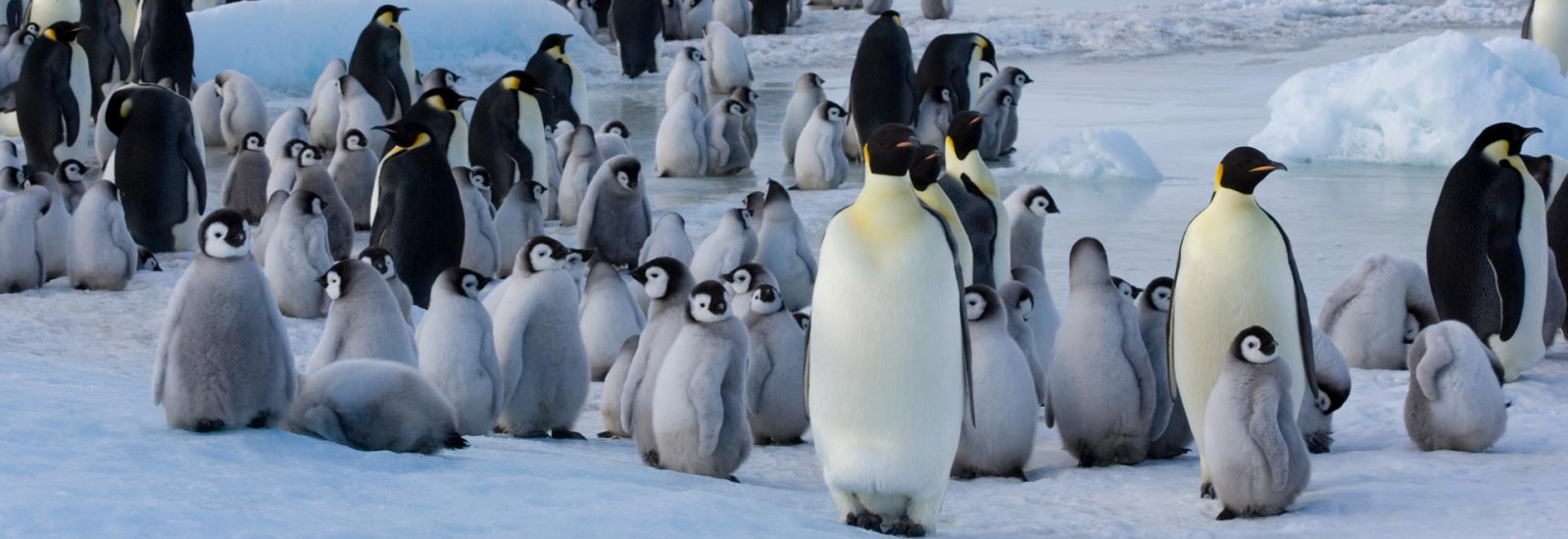 Celebrating New Year's in Antarctica 2027 | Ocean Albatros