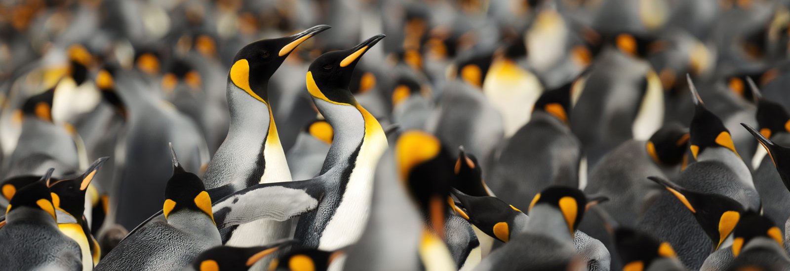 Journey to Austral Lands 19 Days | Le Boreal