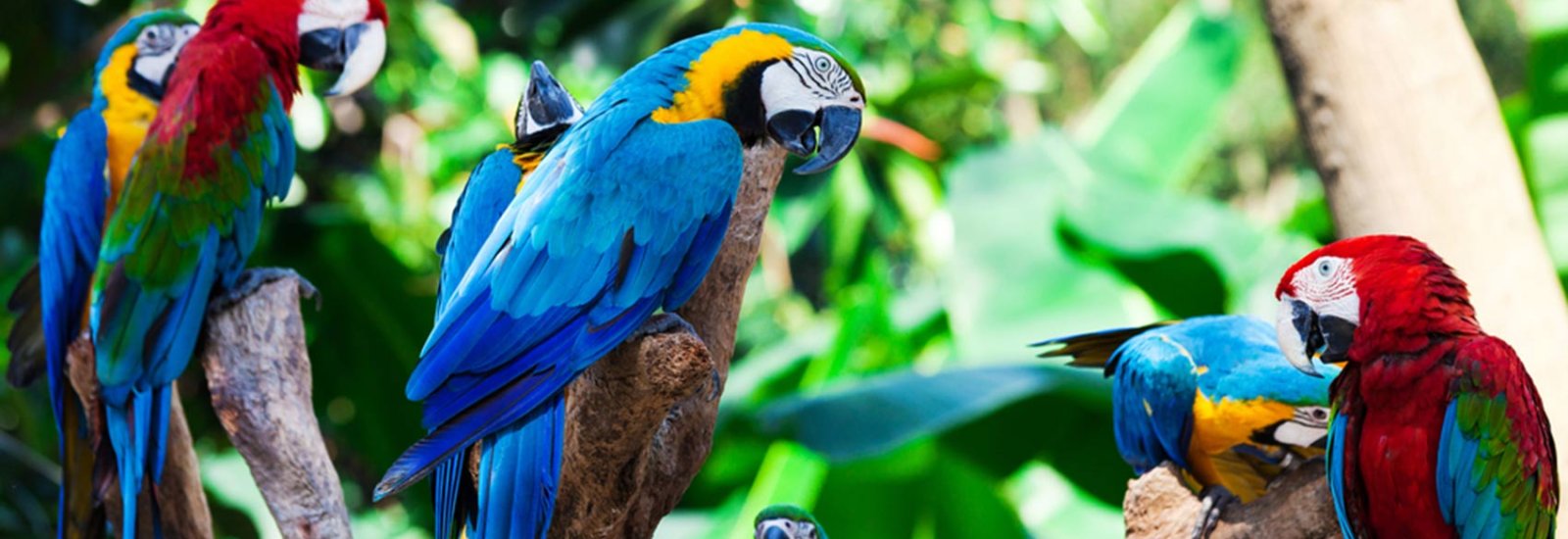 Amazon_Parrots_shutterstock_64558576