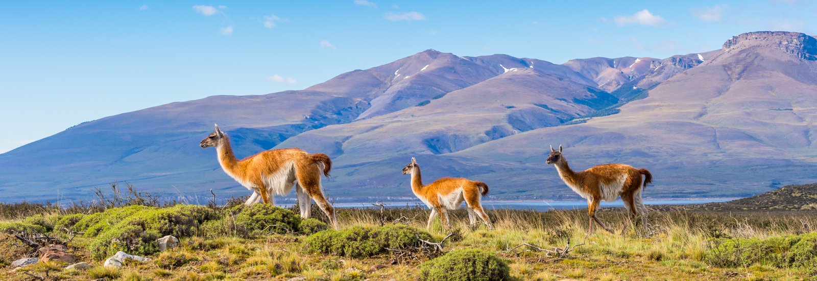 Patagonia_Guanacos_shutterstock_240183955_0