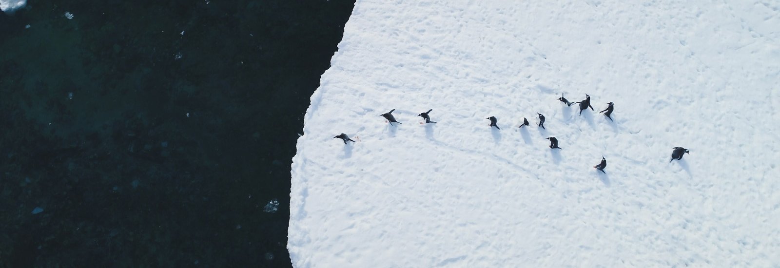 Antarctic Express: Fly the Drake | World Voyager
