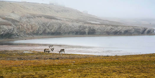 Ny-Alesund, Spitsbergen
