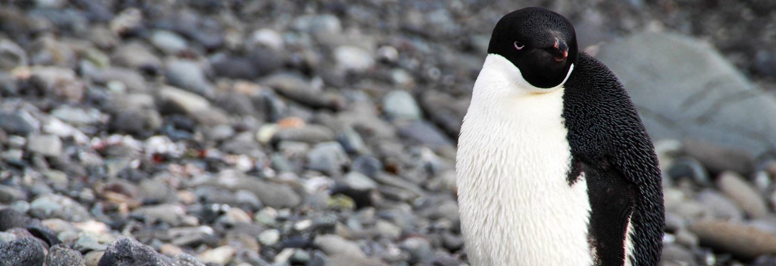 shutterstock_537126007