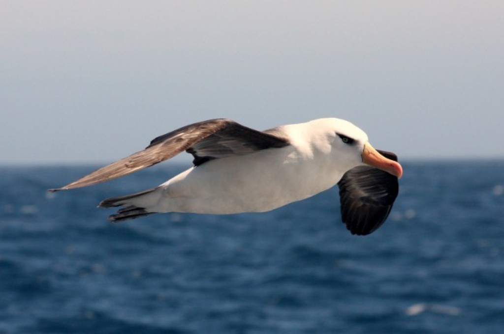 Albatross flying 