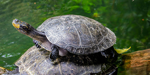 Maranon River - Nuata