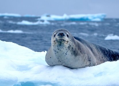 Leopard Seal & Sheathbill bird on iceberg in Antarctica) 