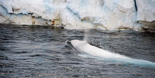 Ikirahaq (Bellot Strait)