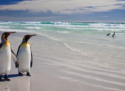 King Penguins on a sandy beach in the Falkland Islands) 