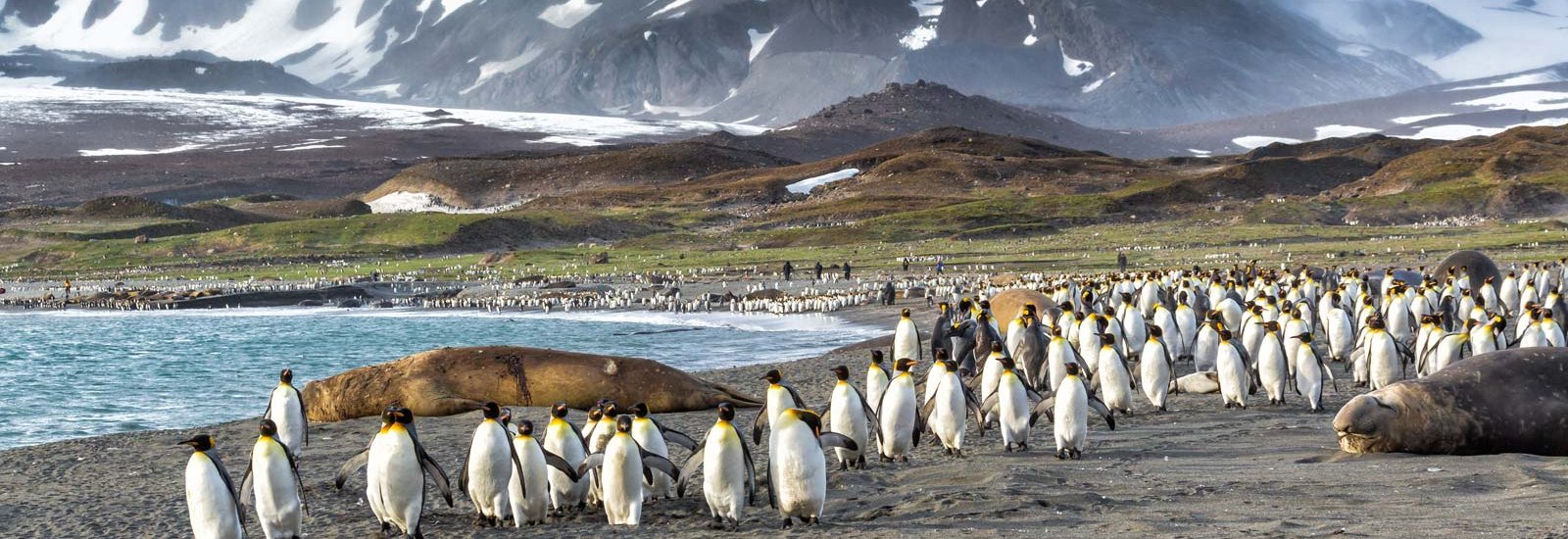 Falkland Islands, South Georgia &amp; Antarctica | Ocean Albatros