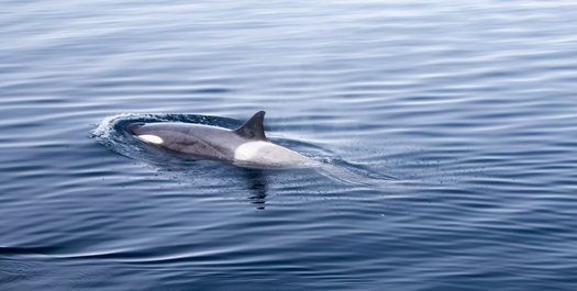 Drake Passage - Day 3 & 4