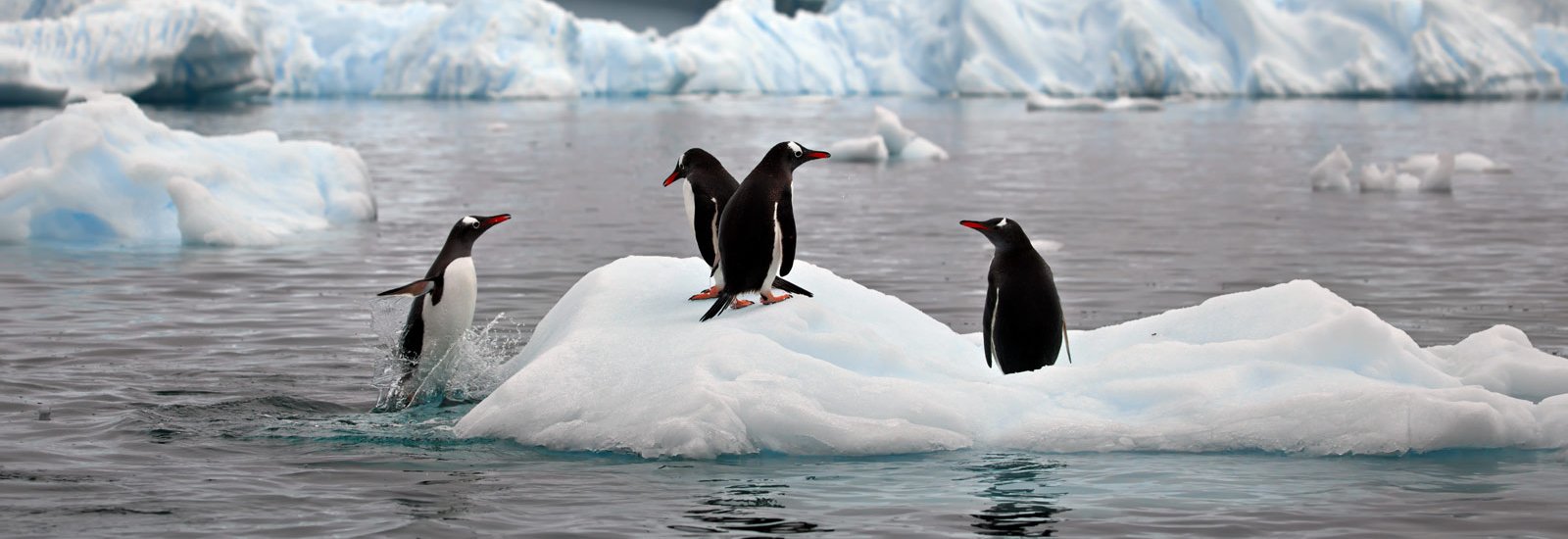 Wild South Atlantic &amp; Antarctic Peninsula - 22 Days | Venture