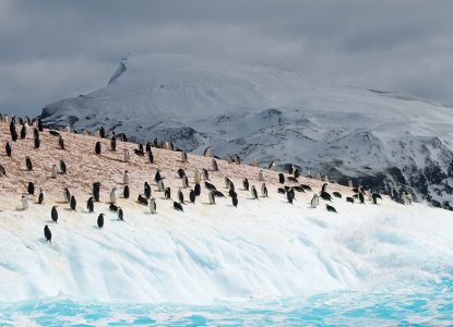  Penguin%20colony%20South%20Sandwich%20Islands 