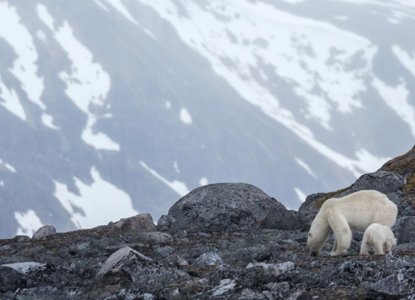  QUARK_polar_bears_danskoya_svalbard_Credit-AcaciaJohnson_HERO 