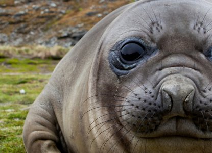  elephant-seal-2 