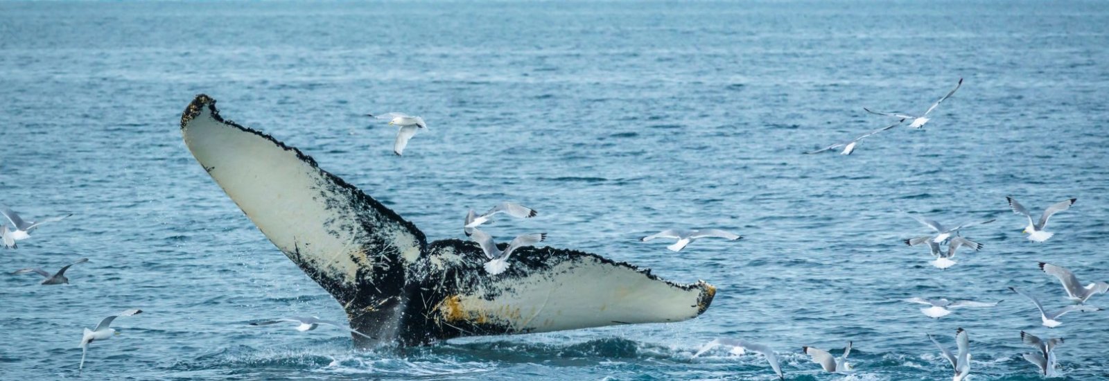 shutterstock_1250209450-1618x1080