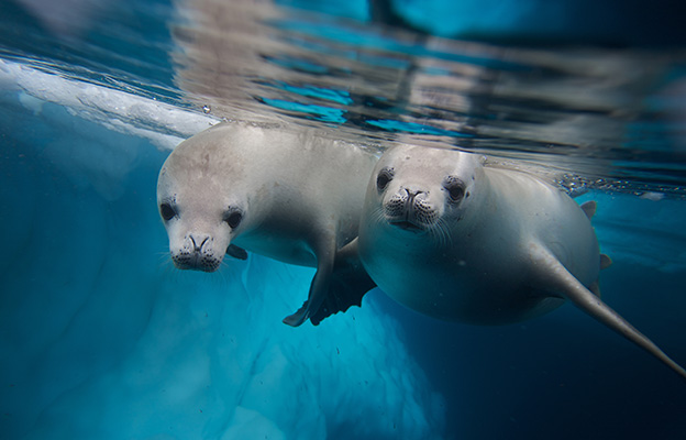 two seals in Antarctica