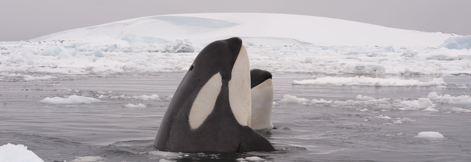 Spirit of Antarctica: New Scientist  | Douglas Mawson