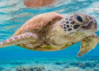 Close up of sea turtle swimming in the Galapagos) 