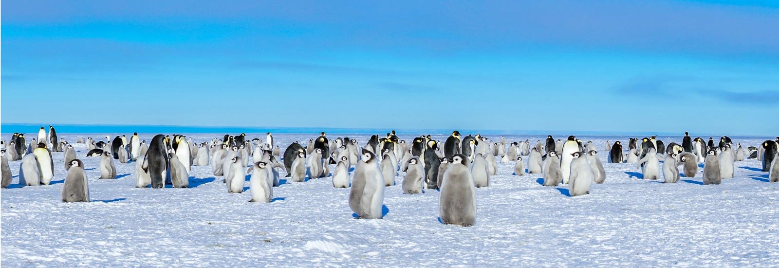 Ross Sea Odyssey | Douglas Mawson