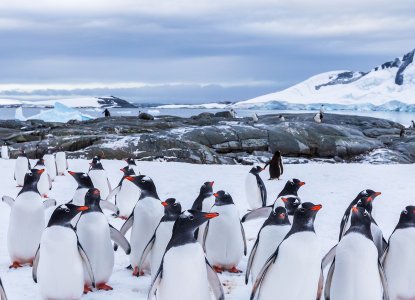 Colony of Gentoo Penguins in snow covered Antarctica) 