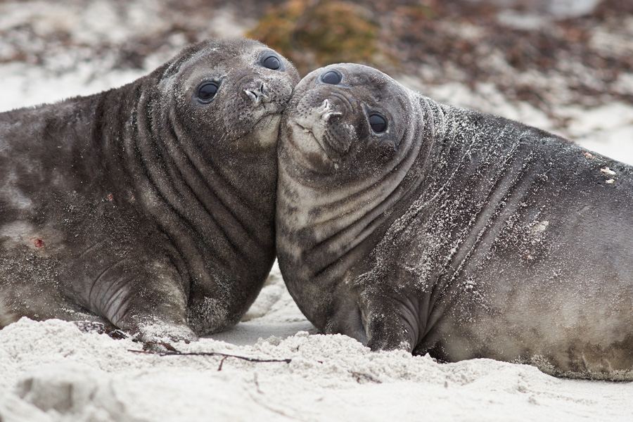 Two Elephant Seal pups on the ice 