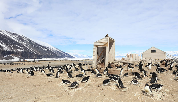 An Adelie Penguin colony on Cape Adare.