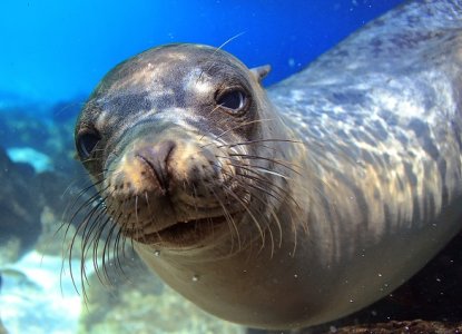 Close up of Galapagos Islands seal swimming in blue water) 