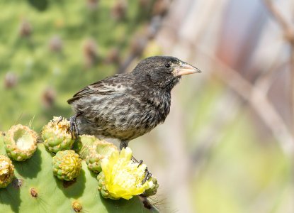 Common Cactus Finch, Galapagos Islands ) 