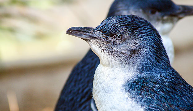 Close up of little penguin