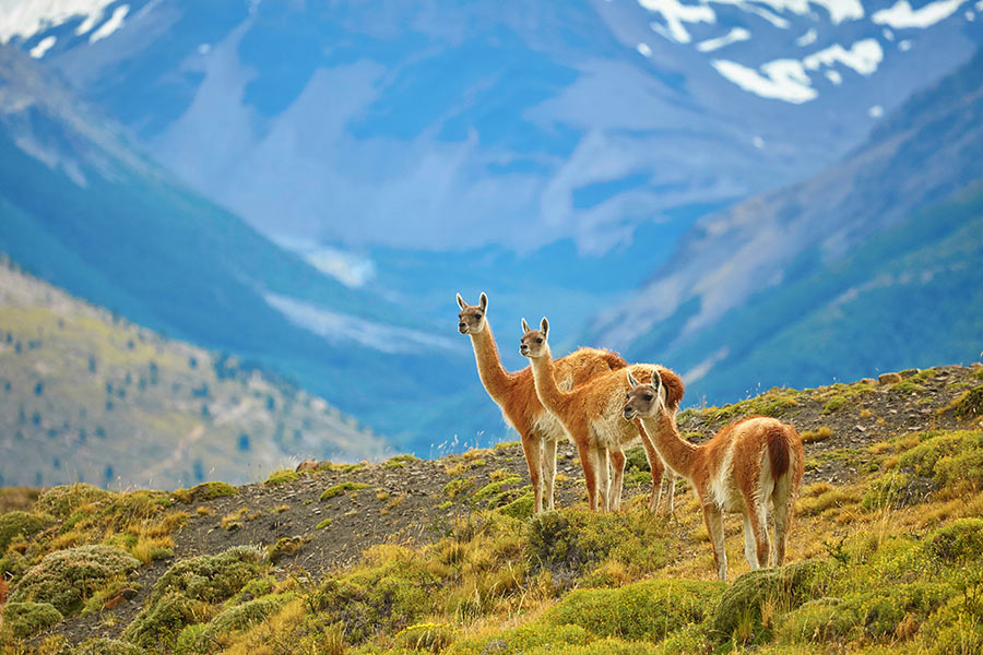 three guanacos on yellow pasture 