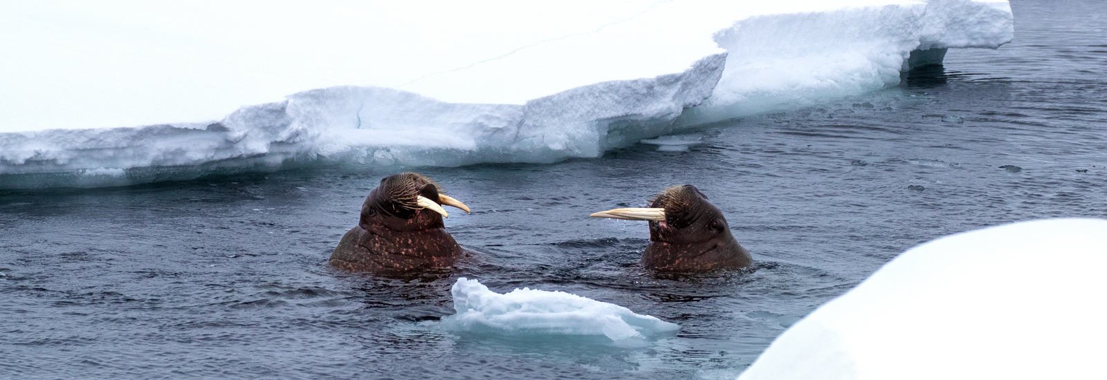 Heart of the Arctic | Ocean Nova