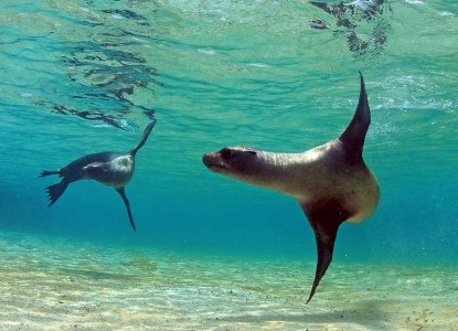 Sea Lions in the waters of the Galapagos Islands) 