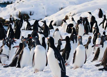 Gentoo Penguins in Antarctica) 