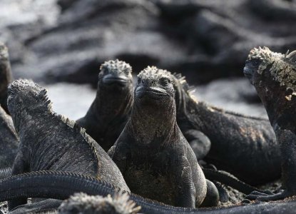 Iguanas at Espinosa Point) 