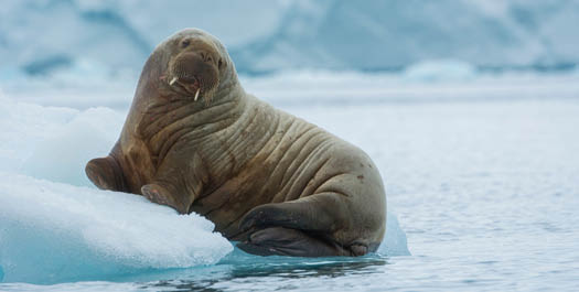 North Spitsbergen splendors