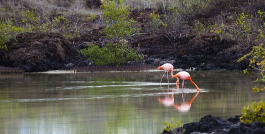 Depart Galapagos Islands