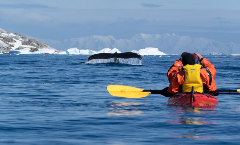 a kayaker photographs a whale in Antarctica