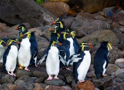  Rockhopper-Penguins_Seals 