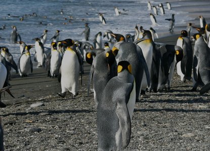 South Georgia and Falkland Islands