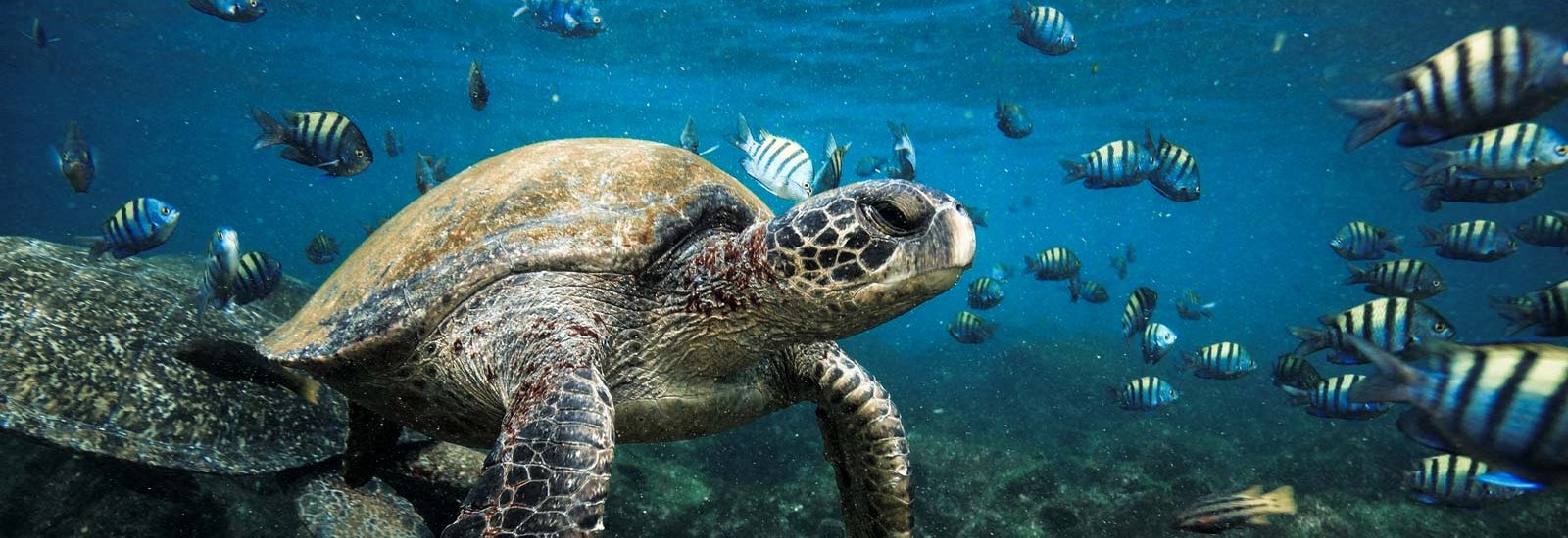 Galapagos South-Eastern Islands Cruise | Ocean Spray