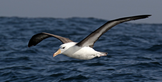 Scotia Sea Days 10-11