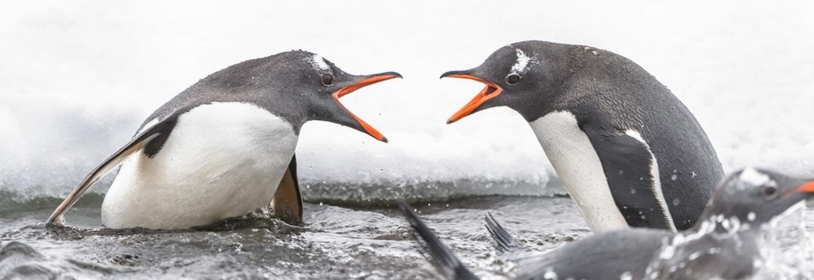 Polar Circle Quest | MV Ushuaia