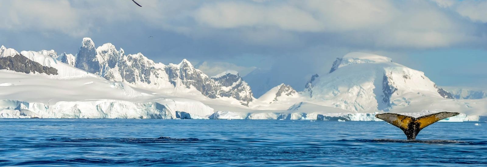 Antarctic Express: Fly the Drake | Ocean Explorer