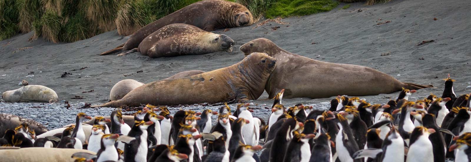 Mawson's Antarctica ex Hobart | Douglas Mawson